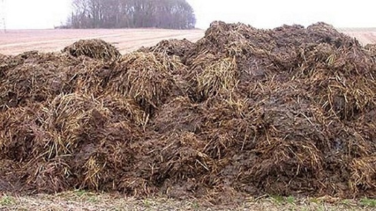 Навоз коровы